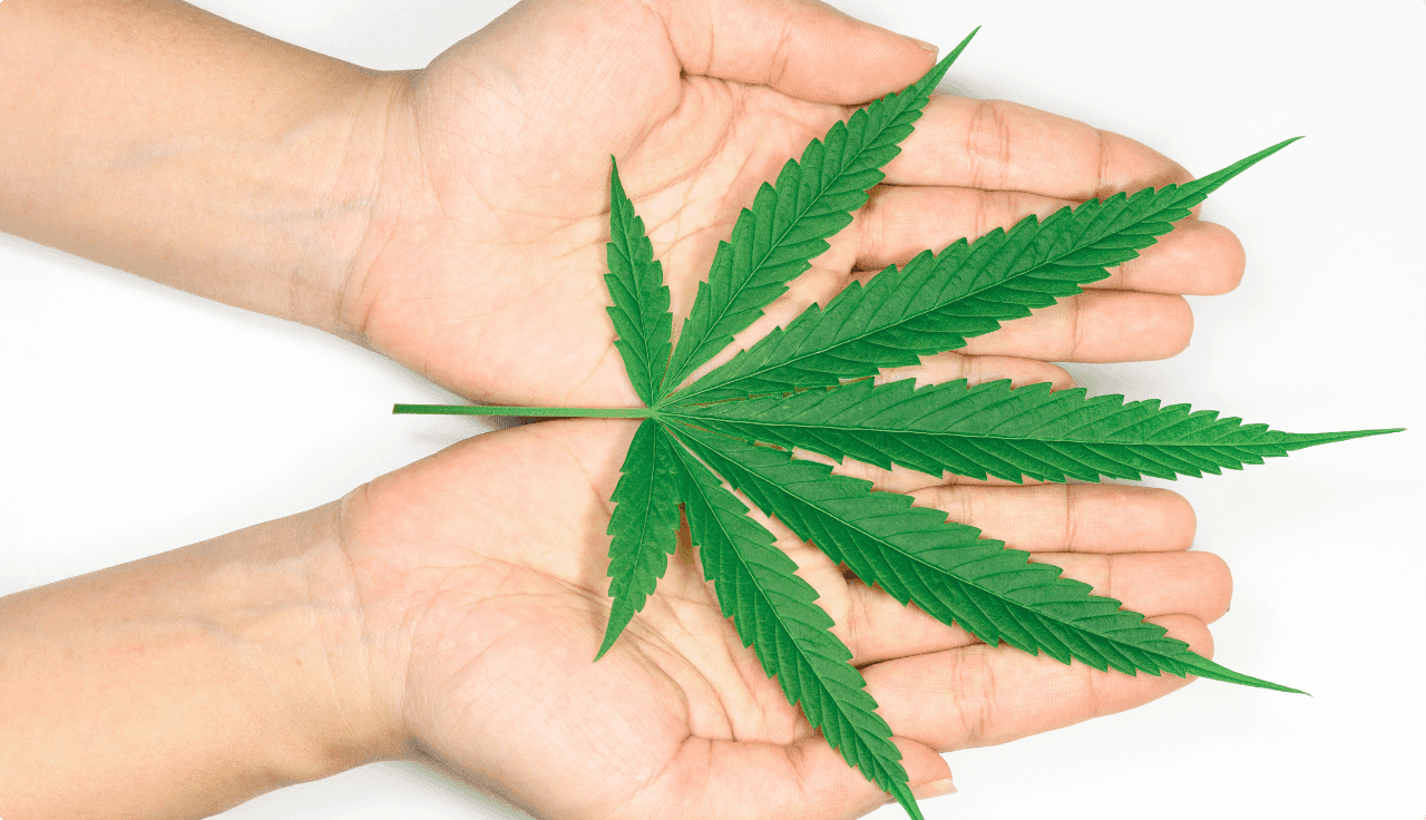 Cannabisblatt auf 2 Händen
